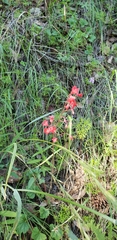 Heuchera sanguinea