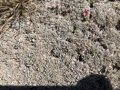 Eriogonum ovalifolium