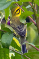 Setophaga discolor
