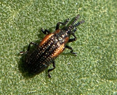 Microrhopala rubrolineata