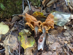 Gyromitra infula