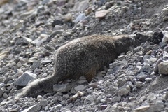 Urocitellus columbianus