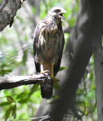 Buteogallus anthracinus
