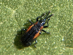 Microrhopala rubrolineata