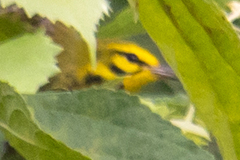 Setophaga discolor