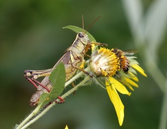 Melanoplus bivittatus