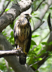 Buteogallus anthracinus