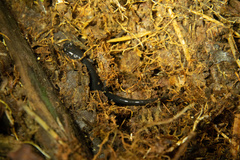 Plethodon shermani