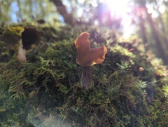 Gyromitra infula