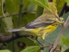 Setophaga discolor