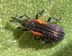 Microrhopala rubrolineata