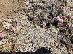 Eriogonum ovalifolium
