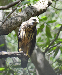 Buteogallus anthracinus