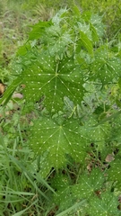 Cnidoscolus angustidens