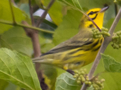 Setophaga discolor