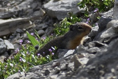 Urocitellus columbianus