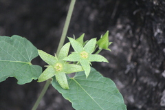 Gonolobus grandiflorus