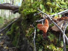 Gyromitra infula