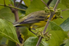 Setophaga discolor