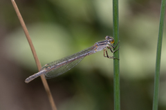 Ischnura heterosticta