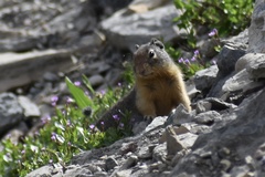 Urocitellus columbianus