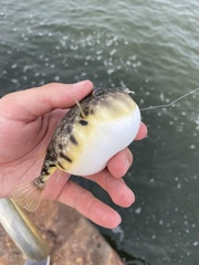 Sphoeroides maculatus