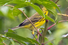 Setophaga discolor