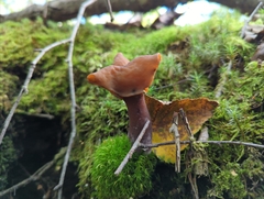 Gyromitra infula