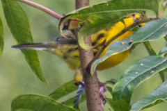 Setophaga discolor