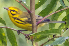 Setophaga discolor