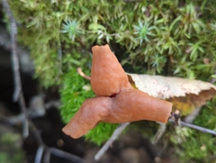 Gyromitra infula