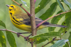 Setophaga discolor