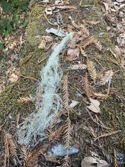 Alectoria sarmentosa