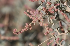 Atriplex vesicaria
