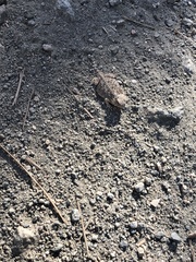 Phrynosoma blainvillii