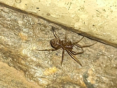 Scytodes