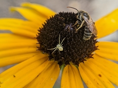 Misumessus oblongus