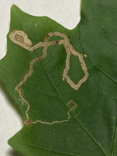 Glaucolepis saccharella photo 3