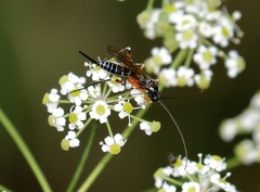 Itoplectis conquisitor