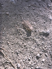 Phrynosoma blainvillii