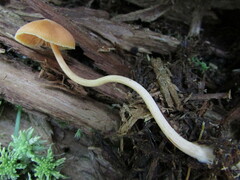 Entoloma quadratum
