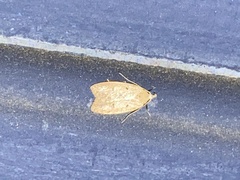 Machimia tentoriferella