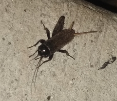 Gryllus veletis