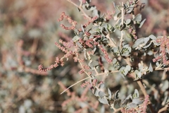 Atriplex vesicaria