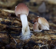 Psathyrella piluliformis