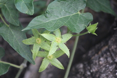 Gonolobus grandiflorus