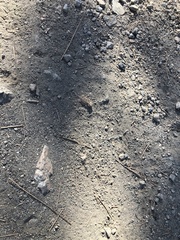 Phrynosoma blainvillii