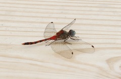 Sympetrum ambiguum