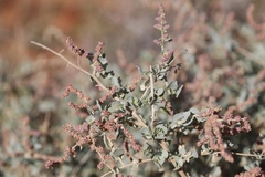 Atriplex vesicaria