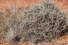 Atriplex vesicaria